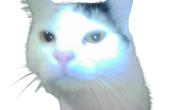 my white and black cat Giovanni being blinded by acamera flash